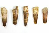 Lot: to Bargain Spinosaurus Teeth - Pieces #141502-1